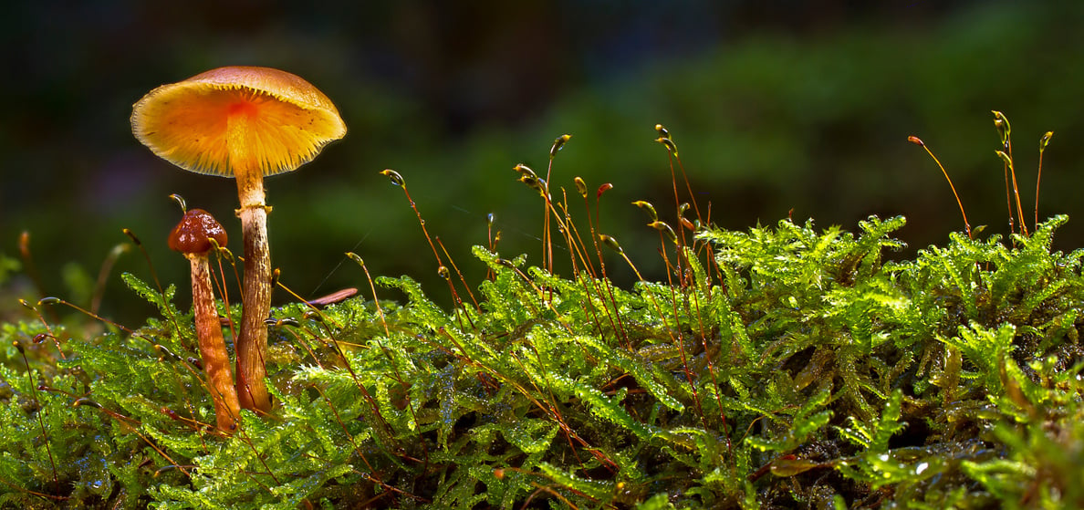 Mushroom in the Moss