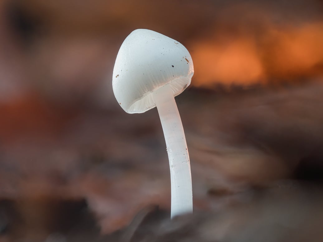 Surreal shot of a white shining mushroom standing in the forest.