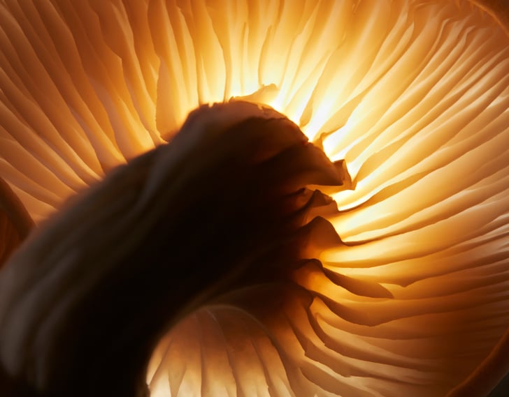 Macro Shot of Mushroom Gills